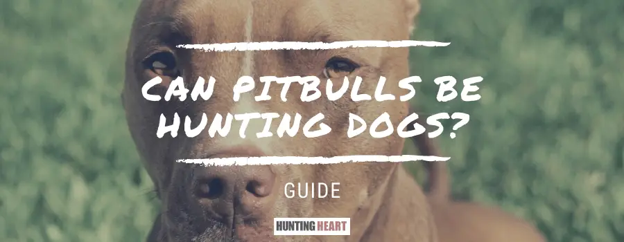 are pitbulls hunting dogs