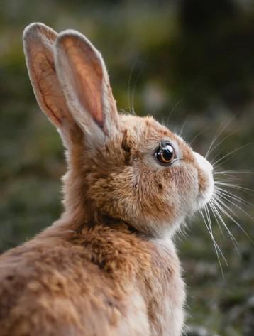 how do you train a rabbit to hunt dogs