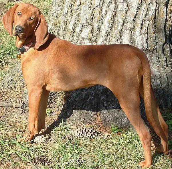 The Redbone Coonhound