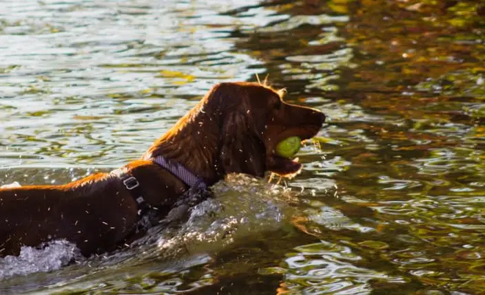 are hunting dogs good family dogs