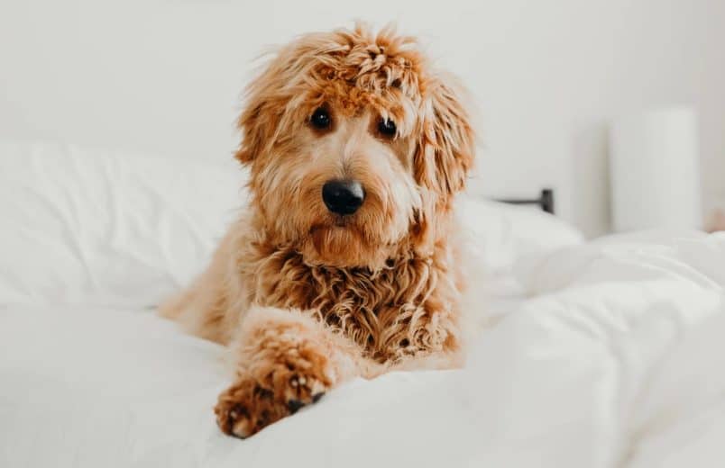 Can You Hunt with a Goldendoodle? : Hunting heart