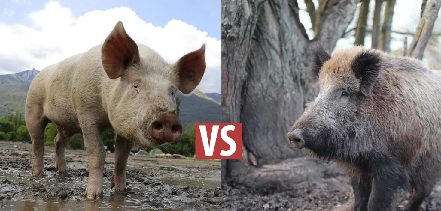 Wild Hogs Vs Pigs - How Are They Different? 