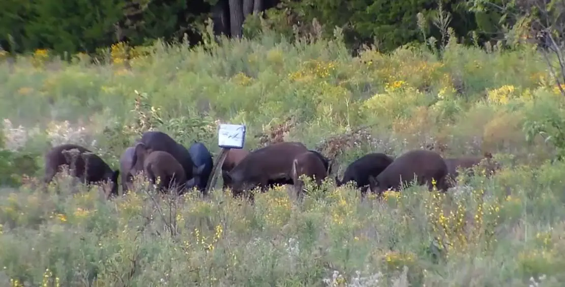 Hunting Hogs with Tannerite - Hunting heart