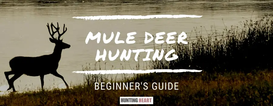 Mule Deer Hunting: Beginners Guide - Hunting heart