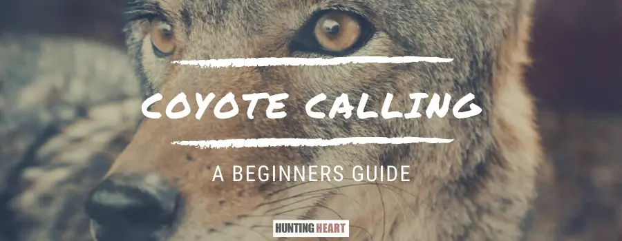 Coyote Calling: A Complete Beginner’s Guide : Hunting heart