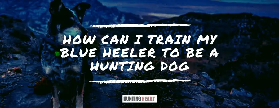 are blue heelers good hunting dogs