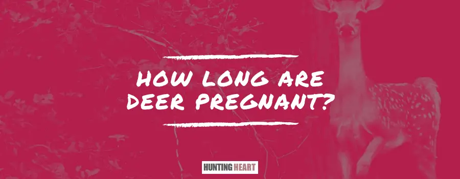 how to tell if a deer is pregnant