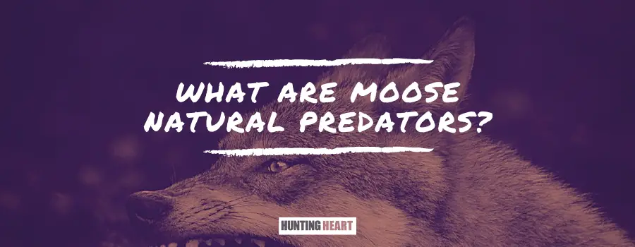 common moose predators