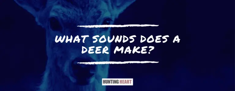 deer sounds meaning
