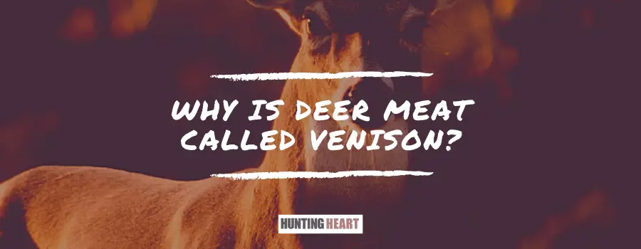 deer meat is called