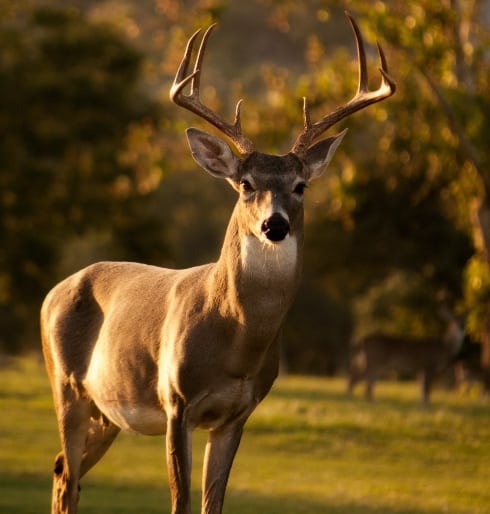 What is the Difference between Deer and Elk? : Hunting heart