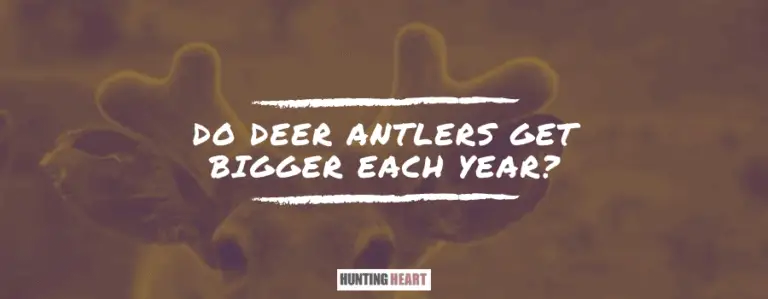 do-deer-antlers-get-bigger-each-year-hunting-heart