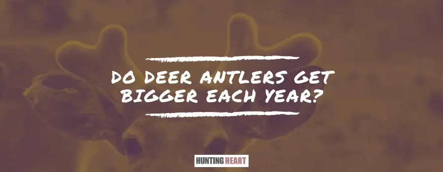 do deer antlers get bigger each year