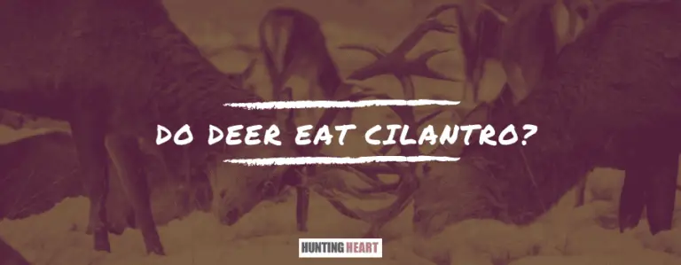 Do Deer Eat Cilantro? (The Answer is Yes but..) : Hunting ...