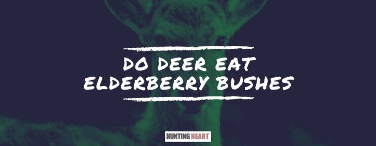 Do Deer Eat Elderberry Bushes  Hunting heart