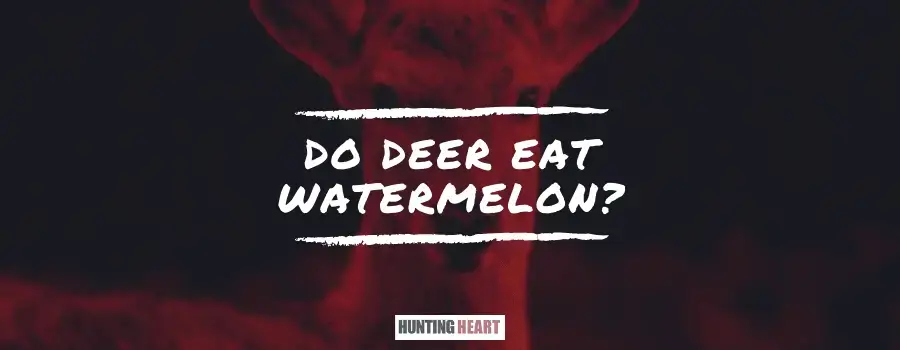 Do Deer Eat Watermelon Hunting Heart