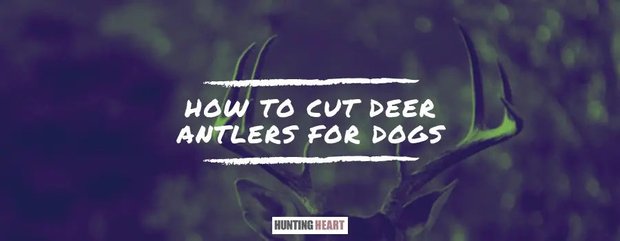 How to Cut Deer Antlers for Dogs - Hunting heart