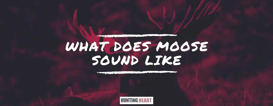 moose calls or moose sounds