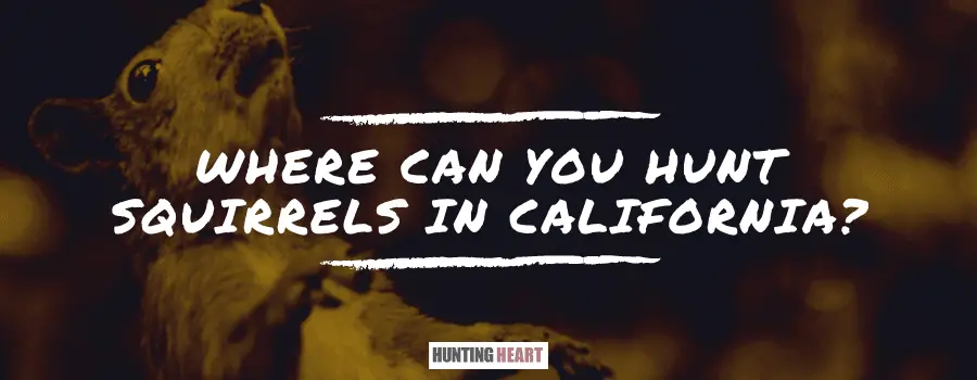 Where Can You Hunt Squirrels in California? - Hunting heart