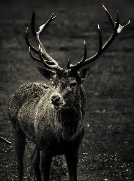What Are 12-Point Bucks? How Old are 12-Point Bucks? : Hunting heart