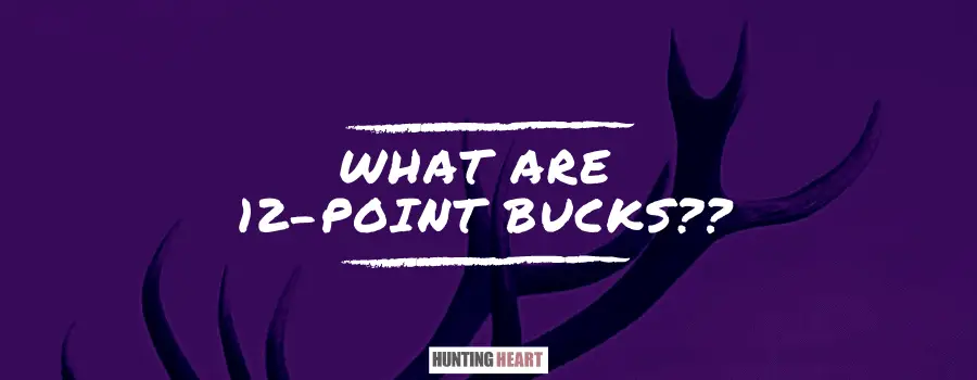 what-are-12-point-bucks-how-old-are-12-point-bucks-hunting-heart