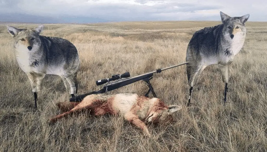How to Use Coyote Decoys? A Beginners Guide : Hunting heart How To Preserve A Coyote Tail