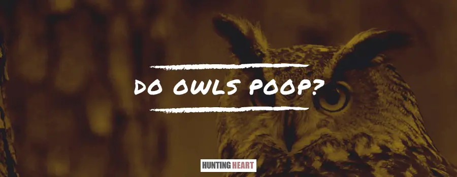 Do Owls Poop? All You Need to Know about the Owl's Excretion Process ...