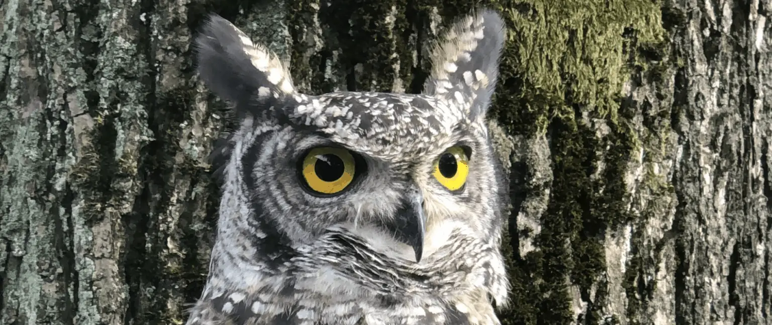 Do Owls Poop? All You Need to Know about the Owl's Excretion Process ...