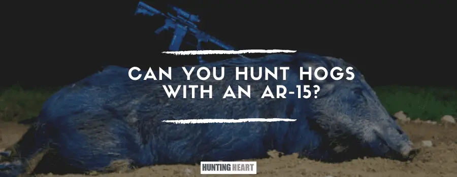 ¿Se pueden cazar jabalíes con un AR-15?