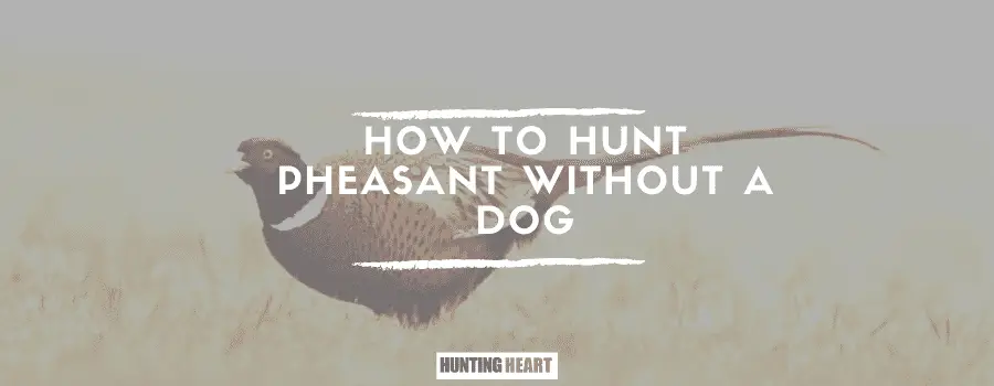 How to Hunt Pheasant Without a Dog - Hunting heart