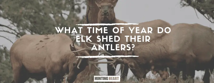 What Time of Year Do Elk Shed Their Antlers