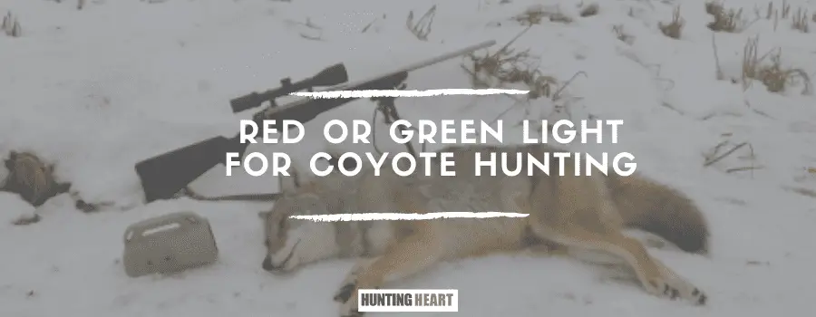 Luz roja o verde para la caza del coyote