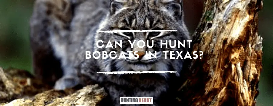 Can You Hunt Bobcats in Texas?