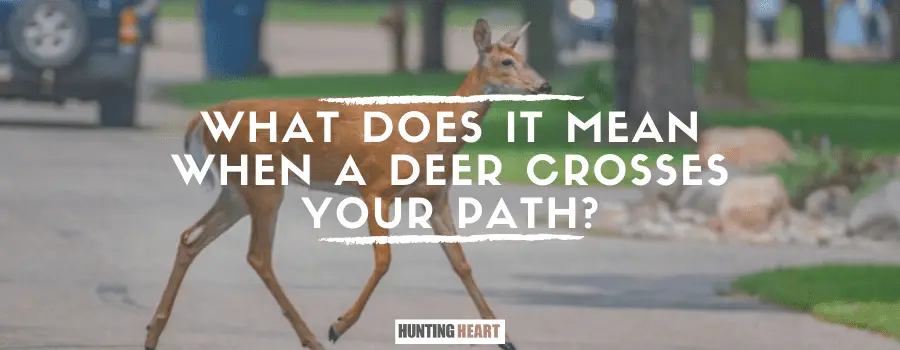 ¿Qué significa que un ciervo se cruce en tu camino?