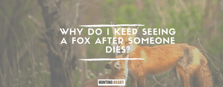 ¿Por qué sigo viendo un zorro después de la muerte de alguien?