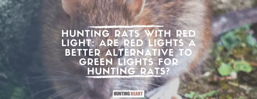 Hunting Rats with Red Light: Are Red Lights a Better Alternative to Green Lights for Hunting Rats?