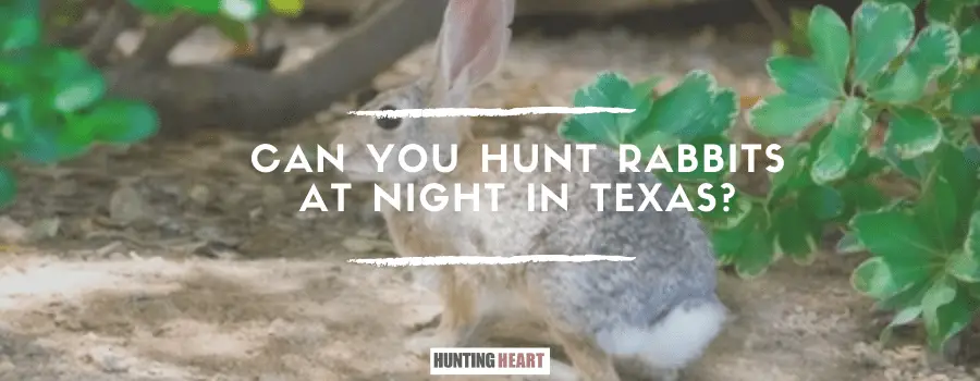 Kann man in Texas nachts Kaninchen jagen?