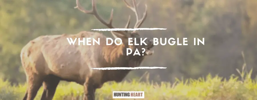 When Do Elk Bugle in PA?