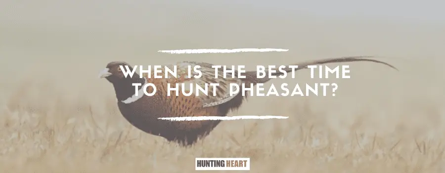 ¿Cuál es la mejor época para cazar faisanes?