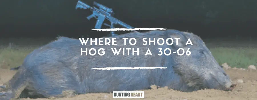 Where to Shoot a Hog With a 30-06