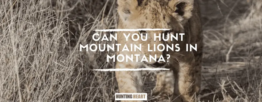 ¿Se pueden cazar leones de montaña en Montana?