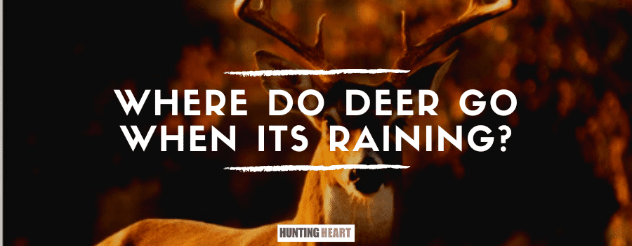 Where Do Whitetail-Deer Go When it Rains? - Hunting heart